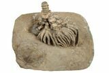 Fossil Crinoid With Starfish & Brachiopod - Crawfordsville, Indiana #188702-2